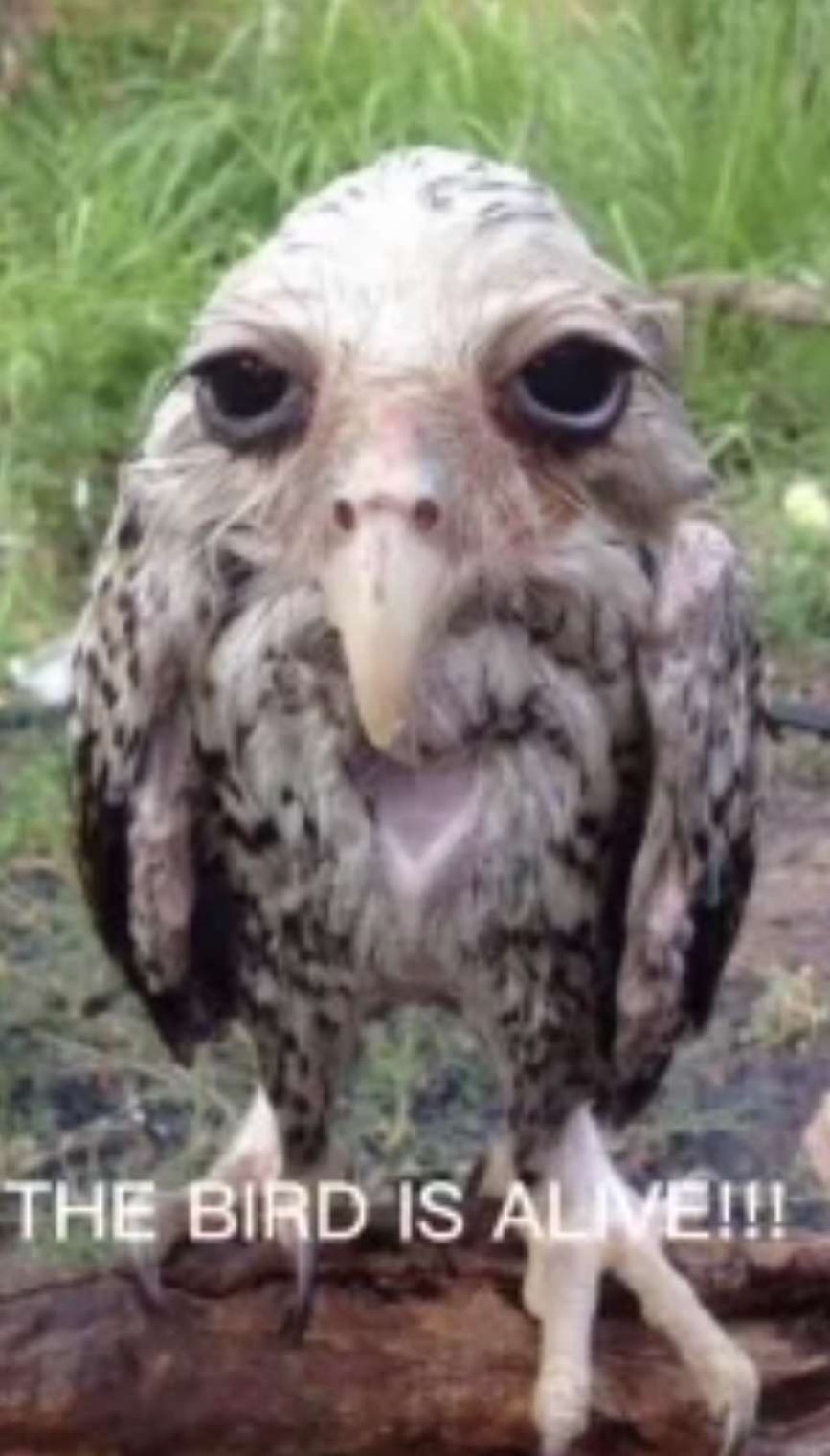 Silly Wet Owl