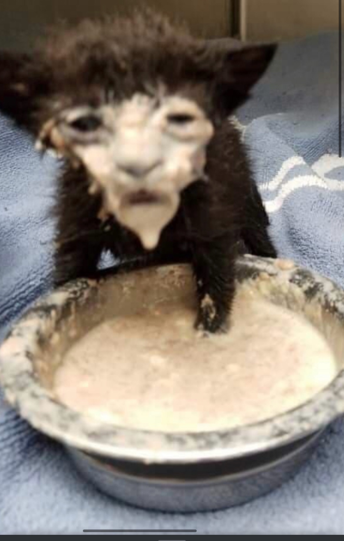 Poor Kitty